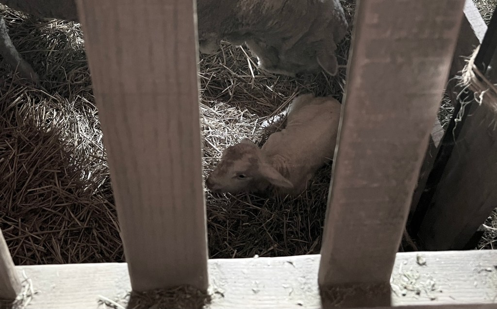 Singing Psalms (Book&nbsp;3)